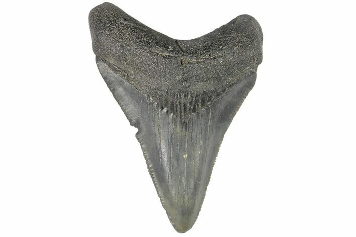 Juvenile Megalodon Tooth - North Carolina #176199